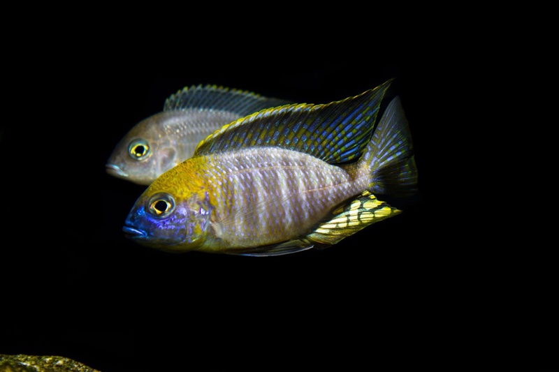 Lethrinops sp. 'yellow collar' Lion's Cove